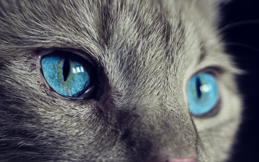 Foto: (CC) Pixabay