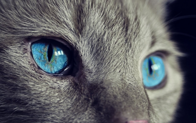 Foto: (CC) Pixabay