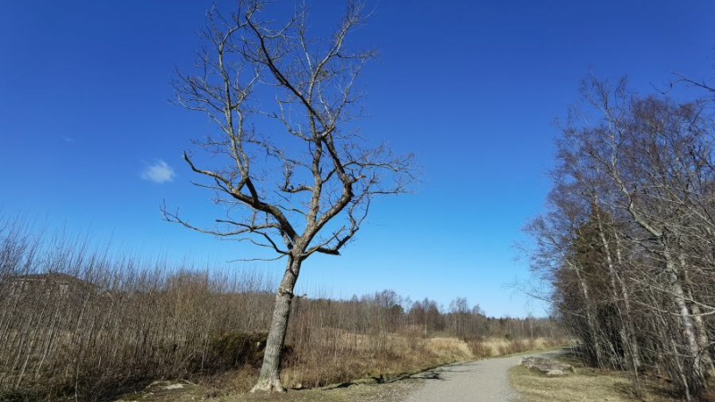 Huawei P40 pro-ga Randveres.